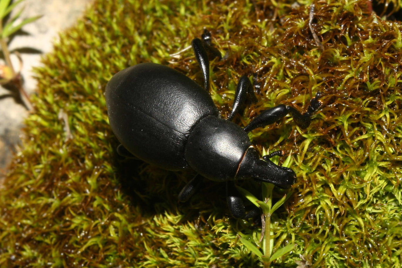 Liparus dirus (Curculionidae)